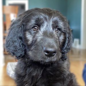 Meet your Posher, Carrie